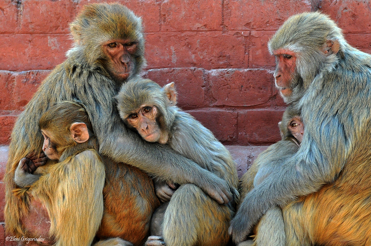 Ξεκίνησαν οι θεωρίες συνωμοσίας για την ευλογιά των πιθήκων