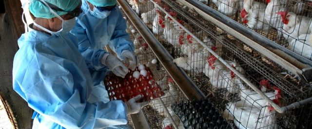 Επιθετικός τύπος της γρίπης των πτηνών σαρώνει τη Βουλγαρία- Έσφαξαν 430.000 μολυσμένα πουλερικά