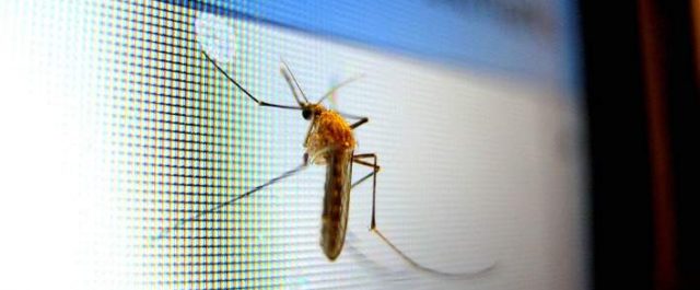 Έλληνας ερευνητής δημιούργησε κουνούπια ανθεκτικά στον ιό του δάγκειου πυρετού