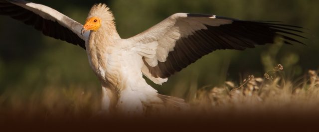 “H επιστροφή του Ασπροπάρη”