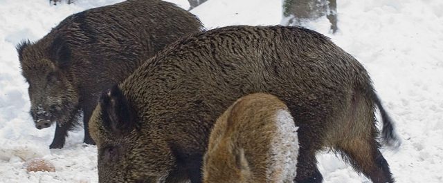 Τα αγριογούρουνα της Τσεχίας είναι γεμάτα ραδιενέργεια του Τσερνόμπιλ