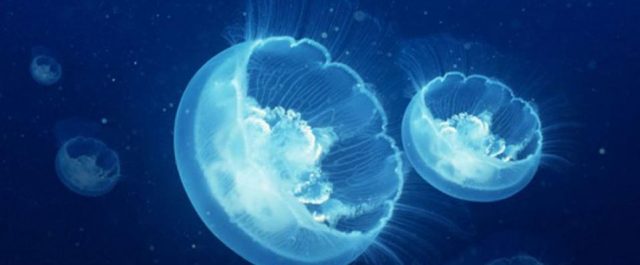 Η ρύπανση έφθασε στο βαθύτερο σημείο του Ωκεανού