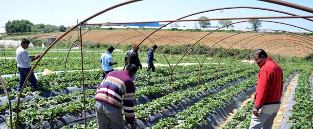 Καταδίκη κόλαφος της Ελλάδας για τις φυτείες στη Μανωλάδα – Ξαναζωντάνεψαν “εικόνες” ντροπής