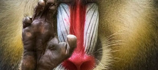 Επιβολή δια του…χρώματος και της μύτης