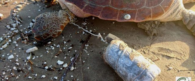 Ασυνείδητοι εξακολουθούν να αποκεφαλίζουν θαλάσσιες χελώνες στη Νάξο