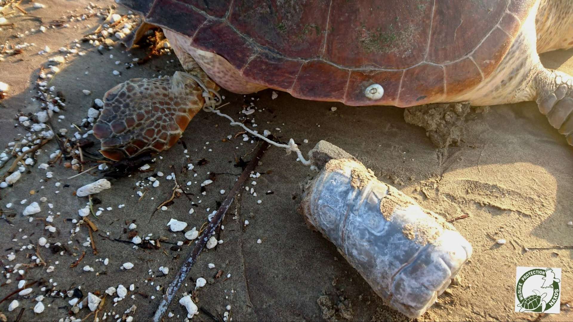 Ασυνείδητοι εξακολουθούν να αποκεφαλίζουν θαλάσσιες χελώνες στη Νάξο