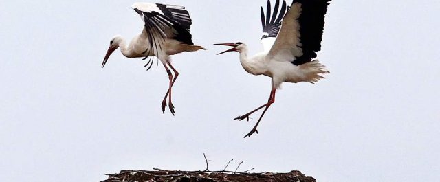 Ανοιξιάτικοι πελαργοί στη Φρανκφούρτη