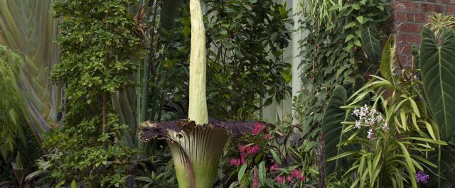 Η ιδιαιτερότητα του σπάνιου Amorphophallus Titanium