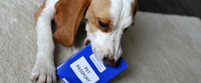 Μια παράπλευρη απώλεια του Brexit που δεν μπορούσε κανείς να φανταστεί!