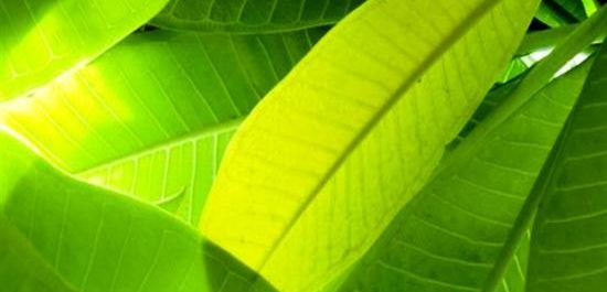 Βιονικό φύλλο “υπόσχεται” φθηνό λίπασμα σε φτωχούς αγρότες