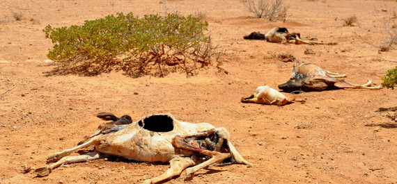 100 εκατ. δέντρα χάθηκαν από την ξηρασία στην Καλιφόρνια