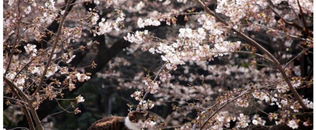 “Μαγεία” οι ανθισμένες κερασιές στο Τόκιο που… μυρίζουν Άνοιξη