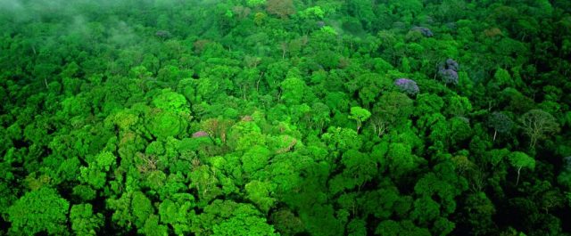 Περίπου 10.000 είδη δέντρων κινδυνεύουν με εξαφάνιση