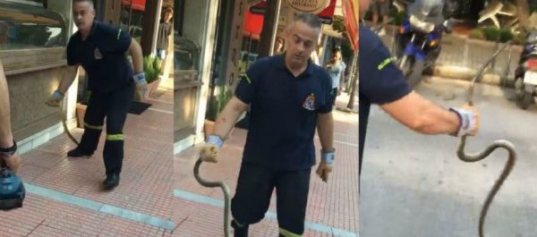 Φήμες και συνωμοσίες στη Λάρισα από αλλεπάλληλες εμφανίσεις φιδιών