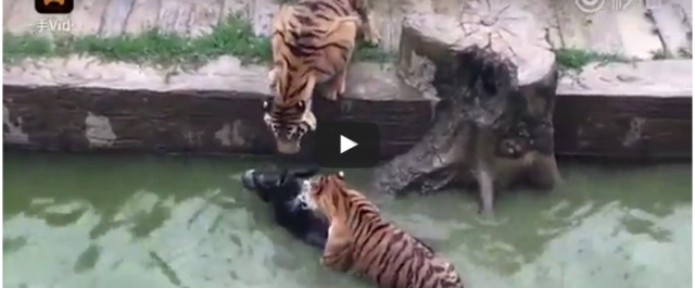 Σοκαριστικό βίντεο: Υπάλληλοι ζωολογικού κήπου πέταξαν ζωντανό γαϊδουράκι σε πεινασμένες τίγρεις