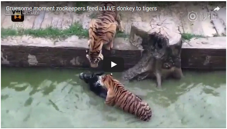 Σοκαριστικό βίντεο: Υπάλληλοι ζωολογικού κήπου πέταξαν ζωντανό γαϊδουράκι σε πεινασμένες τίγρεις