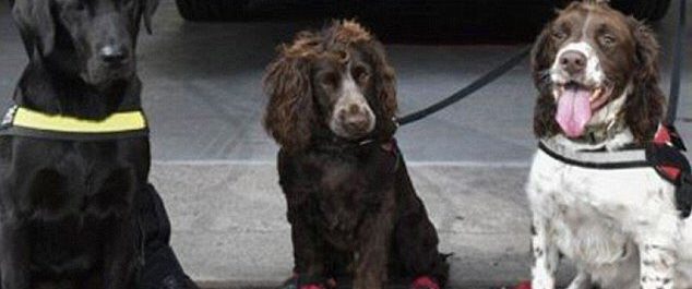 Οι 4 ειδικοί σκύλοι που έσωσαν ζωές στον Grenfeld Tower του Λονδίνου