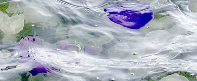 Η καταστροφή του οικοσυστήματος γέμισε τσούχτρες τον Κορινθιακό