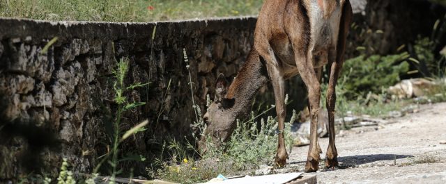 Η Πάρνηθα σήμερα, 10 χρόνια μετά την καταστροφική πυρκαγιά του 2007