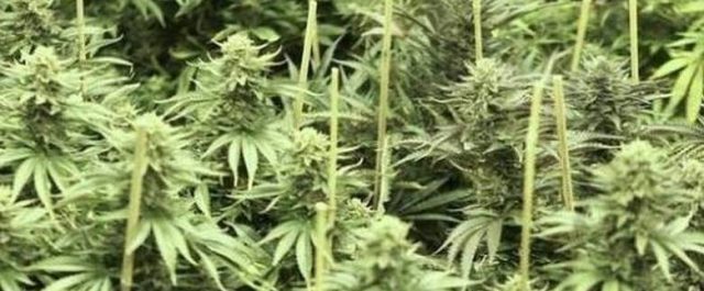 Αίρονται εμπόδια για την ιατρική χρήση κάνναβης