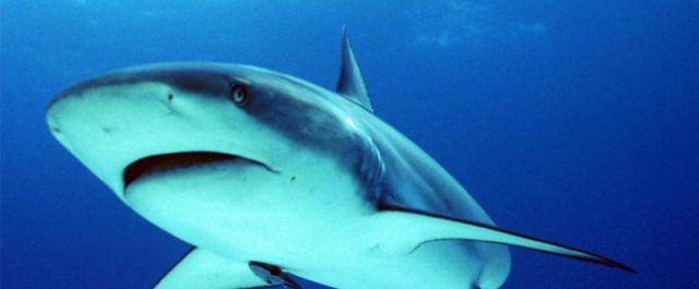 Μεσόγειος: Όσο πιο μεγάλο το ψάρι τόσο πιο ζόρικα γι’ αυτό