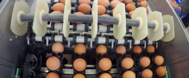 Μολυσμένα αβγά σε 15 κράτη- μέλη, τι συμβαίνει με Ελλάδα
