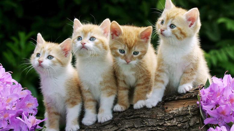 «Γατούλες» με τις γάτες τους στην Παγκόσμια Ημέρα τους! [εικόνες]