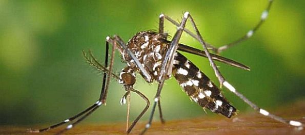 Ιός Δ. Νείλου: Δεύτερος θάνατος στην Ελλάδα