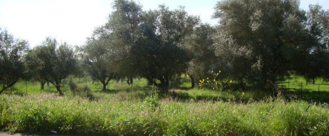 Πύργος: Συνελήφθη 65χρονη για πρόκληση φωτιάς