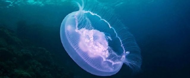 Μέδουσα 4 κιλών “ψάρεψε” πιτσιρικάς στο Αίγιο [εικόνα,video]