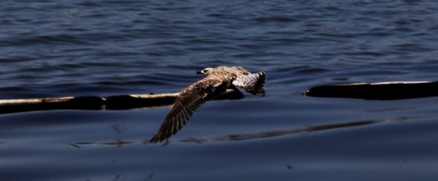 Επιστήμονες: Μακρές επιπτώσεις και φόβοι για επίδραση στην τροφική αλυσίδα
