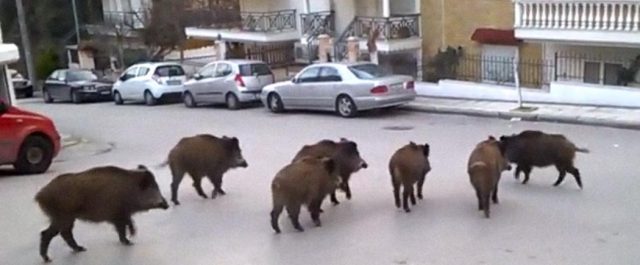 Αγριογούρουνα εμφανίστηκαν σε προάστια της Θεσσαλονίκης! [εικόνες]