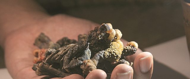 Η επικίνδυνη σαύρα αποδείχθηκε βρόμικη κάλτσα!