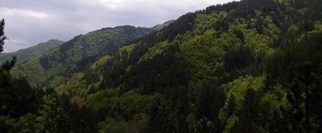 Αναρτήθηκαν οι δασικοί χάρτες – Μέχρι πότε μπορείτε να καταθέσετε αντιρρήσεις