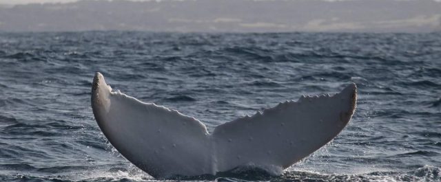 Δεν έχετε ξαναδεί τέτοια φάλαινα!
