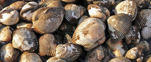 Χωρίς μόλυνση τα οστρακοειδή του Σαρωνικού – Τα αποτελέσματα των πρώτων ελέγχων