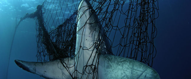 Κίνα: Μπλόκο στην παράνομη αλιεία – Χιλιάδες έλεγχοι