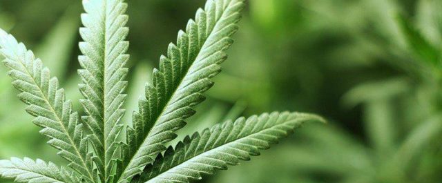 Διεθνές Συμπόσιο: Όλα αλλάζουν γύρω από τη χρήση της κάνναβης