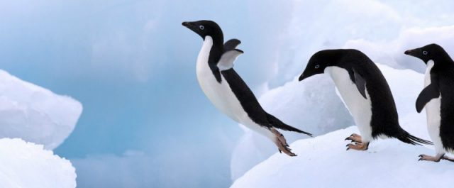 Οι πιγκουίνοι πεθαίνουν στην Ανταρκτική