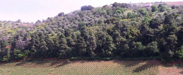 Υπ. Περιβάλλοντος: Δεύτερη φάση ανάρτησης των δασικών χαρτών