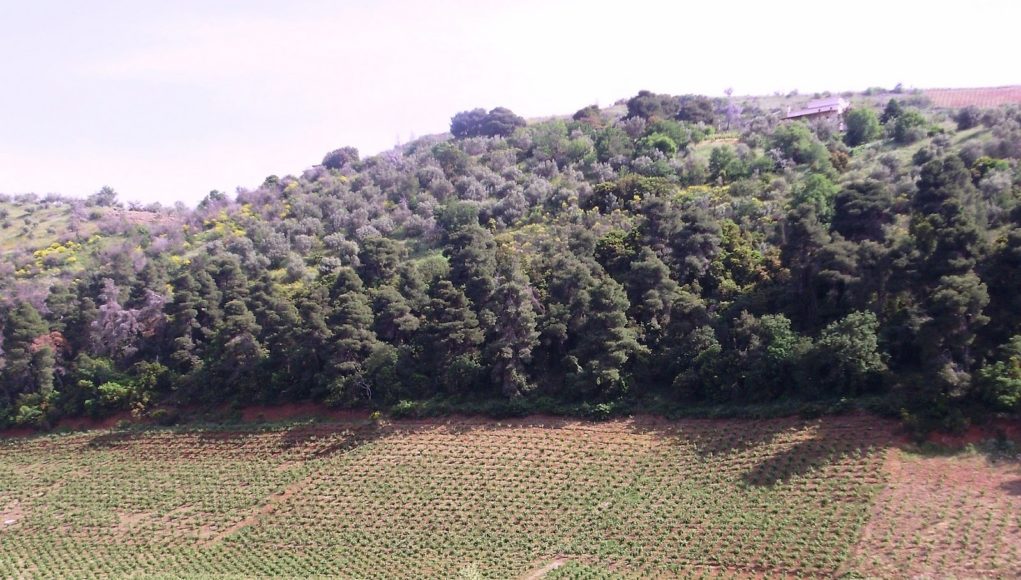 Υπ. Περιβάλλοντος: Δεύτερη φάση ανάρτησης των δασικών χαρτών