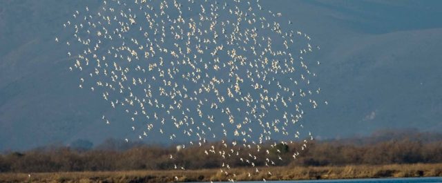 Τον επόμενο μήνα εντάσσεται ολόκληρος ο Αμβρακικός κόλπος στη NATURA