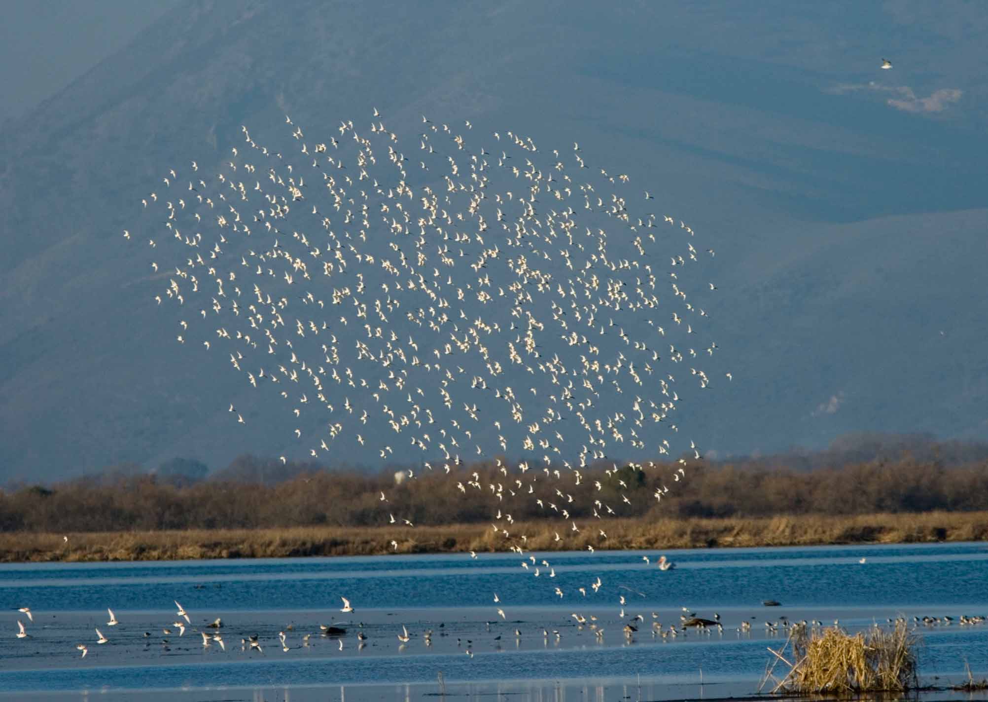 Τον επόμενο μήνα εντάσσεται ολόκληρος ο Αμβρακικός κόλπος στη NATURA