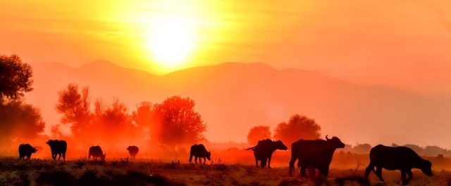 Νεροβούβαλοι στη λίμνη Κερκίνη
