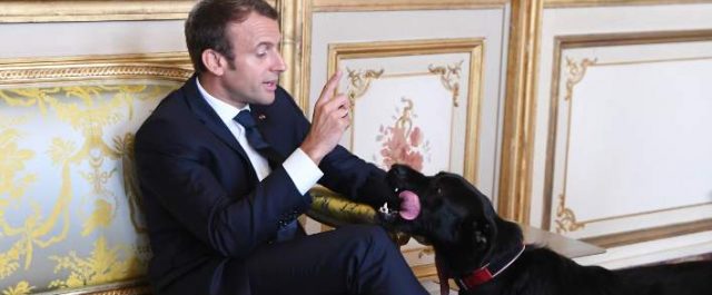 Ο σκύλος του Μακρόν “λέρωσε” το Ελιζέ… σε απευθείας σύνδεση! [video+εικόνα]