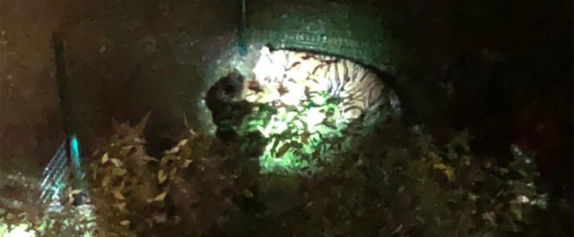 Τίγρη δραπετεύει από τσίρκο και προκαλεί πανικό στο Παρίσι