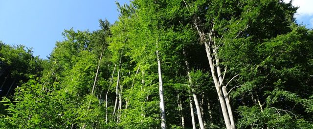 Τα δέντρα ενημερώνουν τους επιστήμονες με Tweets για την κλιματική αλλαγή