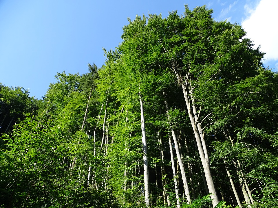 Τα δέντρα ενημερώνουν τους επιστήμονες με Tweets για την κλιματική αλλαγή