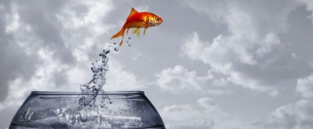 Όπλα, μίζες και χρυσόψαρα…