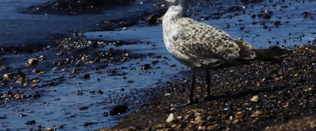 Ολοκληρώθηκε η απορρύπανση του Σαρωνικού